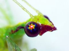Chrysoperla rufilabris by no rights reserved, uploaded by Ken Kneidel. Used under a CC0 license.