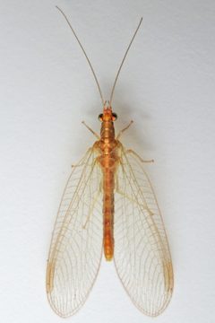 Chrysoperla by (c) Bill Keim, some rights reserved (CC BY). Used under a CC-BY license.