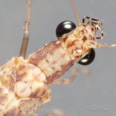 Eremochrysa punctinervis by (c) Victor Engel, some rights reserved (CC BY), uploaded by Victor Engel. Used under a CC-BY license.
