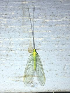 Leucochrysa pavida by (c) Shannon Foreman, some rights reserved (CC BY), uploaded by Shannon Foreman. Used under a CC-BY license.