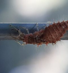 Meleoma signoretti by (c) Will Linnard, some rights reserved (CC BY), uploaded by Will Linnard. Used under a CC-BY license.