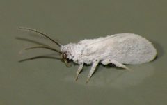 Aleuropteryginae by (c) Steve Kerr, some rights reserved (CC BY), uploaded by Steve Kerr. Used under a CC-BY license.