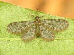 Dilaridae by (c) Katja Schulz, some rights reserved (CC BY). Used under a CC-BY license.