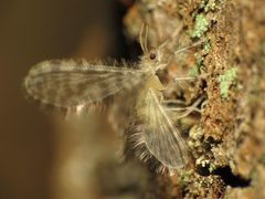 Dilaridae by (c) Katja Schulz, some rights reserved (CC BY). Used under a CC-BY license.