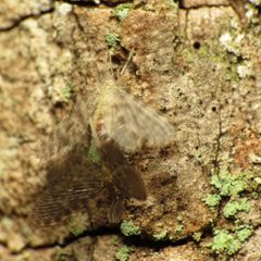Nallachius americanus by (c) Katja Schulz, some rights reserved (CC BY). Used under a CC-BY license.