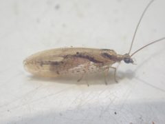 Hemerobius bistrigatus by (c) Trevor Van Loon, some rights reserved (CC BY), uploaded by Trevor Van Loon. Used under a CC-BY license.