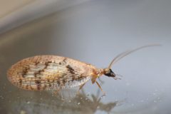 Hemerobius conjunctus by no rights reserved, uploaded by Thompson Hyggen. Used under a CC0 license.