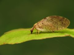 Hemerobius humulinus by (c) Katja Schulz, some rights reserved (CC BY). Used under a CC-BY license.