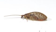 Hemerobius by (c) Dan MacNeal, some rights reserved (CC BY), uploaded by Dan MacNeal. Used under a CC-BY license.