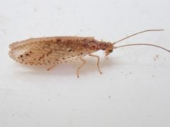 Microminae by (c) Mike Bowie, some rights reserved (CC BY), uploaded by Mike Bowie. Used under a CC-BY license.