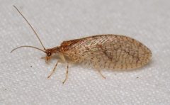 Micromus posticus by (c) Nick Block, some rights reserved (CC BY), uploaded by Nick Block. Used under a CC-BY license.