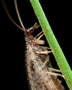 Micromus variegatus by (c) Rupert Lees, some rights reserved (CC BY), uploaded by Rupert Lees. Used under a CC-BY license.
