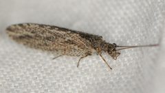 Micromus variolosus by (c) Elliott Gordon, some rights reserved (CC BY), uploaded by Elliott Gordon. Used under a CC-BY license.