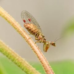 Calomantispinae by (c) Katja Schulz, some rights reserved (CC BY). Used under a CC-BY license.