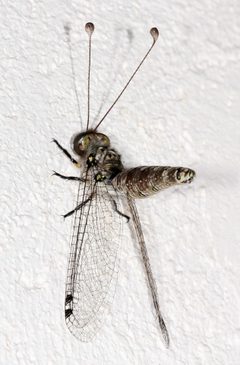 Ascalaphinae by (c) Wynand Uys, some rights reserved (CC BY), uploaded by Wynand Uys. Used under a CC-BY license.