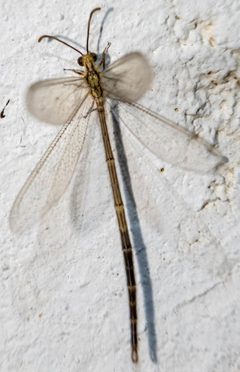 Brachynemurus abdominalis by no rights reserved, uploaded by Mirko Schoenitz. Used under a CC0 license.