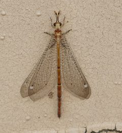 Clathroneuria arapahoe by (c) Wendy McCrady, some rights reserved (CC BY), uploaded by Wendy McCrady. Used under a CC-BY license.
