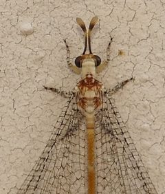 Clathroneuria arapahoe by (c) Wendy McCrady, some rights reserved (CC BY), uploaded by Wendy McCrady. Used under a CC-BY license.