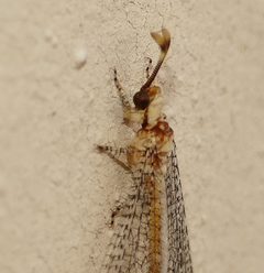 Clathroneuria arapahoe by (c) Wendy McCrady, some rights reserved (CC BY), uploaded by Wendy McCrady. Used under a CC-BY license.