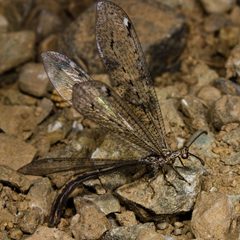 Mexoleon by (c) Ken-ichi Ueda，保留部分权利（CC BY）. Used under a CC-BY license.