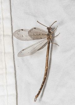 Scotoleon dissimilis by (c) Jeremiah Degenhardt, some rights reserved (CC BY), uploaded by Jeremiah Degenhardt. Used under a CC-BY license.