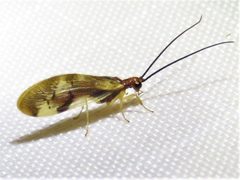 Climacia areolaris by (c) Annika Lindqvist, some rights reserved (CC BY), uploaded by Annika Lindqvist. Used under a CC-BY license.