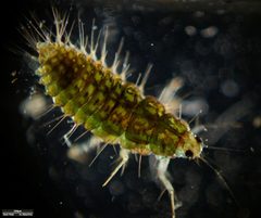 Sisyra nigra by (c) Igor Shelpiakov, some rights reserved (CC BY), uploaded by Igor Shelpiakov. Used under a CC-BY license.