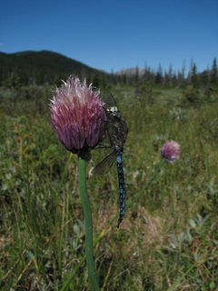 Aeshna septentrionalis by (c) Doug Macaulay, some rights reserved (CC BY), uploaded by Doug Macaulay. Used under a CC-BY license.