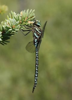 Aeshna subarctica by (c) Syd Cannings, some rights reserved (CC BY), uploaded by Syd Cannings. Used under a CC-BY license.