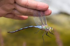 Anax walsinghami by (c) Ken-ichi Ueda, some rights reserved (CC BY), uploaded by Ken-ichi Ueda. Used under a CC-BY license.