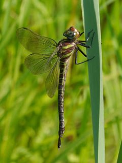 Epiaeschna heros by (c) 116916927065934112165, some rights reserved (CC BY), uploaded by 116916927065934112165. Used under a CC-BY license.