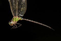 Triacanthagyna trifida by (c) Nick Block, some rights reserved (CC BY), uploaded by Nick Block. Used under a CC-BY license.