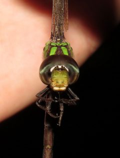 Triacanthagyna trifida by (c) Nick Block, some rights reserved (CC BY), uploaded by Nick Block. Used under a CC-BY license.
