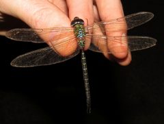 Triacanthagyna trifida by (c) Nick Block, some rights reserved (CC BY), uploaded by Nick Block. Used under a CC-BY license.