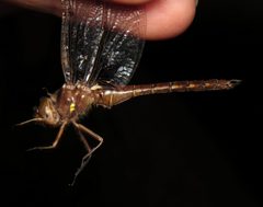 Neurocordulia obsoleta by (c) Nick Block, some rights reserved (CC BY), uploaded by Nick Block. Used under a CC-BY license.