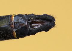 Somatochlora linearis by (c) Nick Block, some rights reserved (CC BY), uploaded by Nick Block. Used under a CC-BY license.