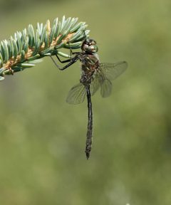 Somatochlora septentrionalis by (c) Syd Cannings, some rights reserved (CC BY), uploaded by Syd Cannings. Used under a CC-BY license.