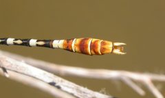 Erpetogomphus compositus by (c) Nick Block, some rights reserved (CC BY), uploaded by Nick Block. Used under a CC-BY license.
