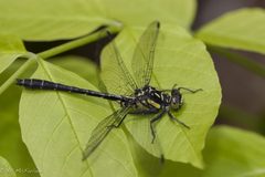 Lanthus parvulus by no rights reserved, uploaded by Kent P. McFarland. Used under a CC0 license.