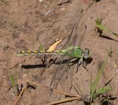 Ophiogomphus severus by (c) Nick Block, some rights reserved (CC BY), uploaded by Nick Block. Used under a CC-BY license.