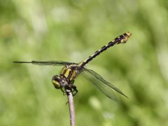 Ophiogomphus susbehcha by (c) Kathy Richardson, some rights reserved (CC BY), uploaded by Kathy Richardson. Used under a CC-BY license.