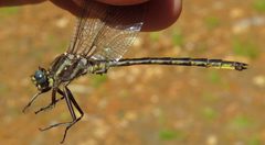 Phanogomphus spicatus by (c) Nick Block, some rights reserved (CC BY), uploaded by Nick Block. Used under a CC-BY license.