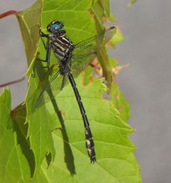 Stylurus notatus by (c) christine123, some rights reserved (CC BY), uploaded by christine123. Used under a CC-BY license.