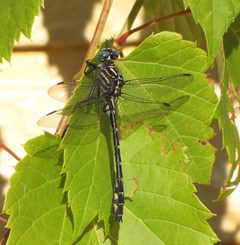 Stylurus notatus by (c) christine123, some rights reserved (CC BY), uploaded by christine123. Used under a CC-BY license.