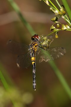 Celithemis verna by (c) Laura Gaudette, some rights reserved (CC BY), uploaded by Laura Gaudette. Used under a CC-BY license.