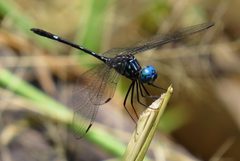 Dythemis by (c) Nick Block, some rights reserved (CC BY), uploaded by Nick Block. Used under a CC-BY license.