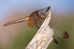 Dythemis maya by (c) Luis Fernando Valdez Ojeda, some rights reserved (CC BY), uploaded by Luis Fernando Valdez Ojeda. Used under a CC-BY license.