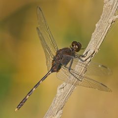 Erythemis plebeja by (c) Bill Levine, some rights reserved (CC BY), uploaded by Bill Levine. Used under a CC-BY license.