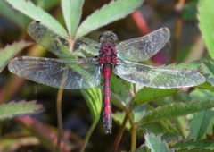 Leucorrhinia borealis by (c) Nick Block, some rights reserved (CC BY), uploaded by Nick Block. Used under a CC-BY license.