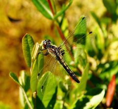 Leucorrhinia frigida by (c) aarongunnar, some rights reserved (CC BY), uploaded by aarongunnar. Used under a CC-BY license.